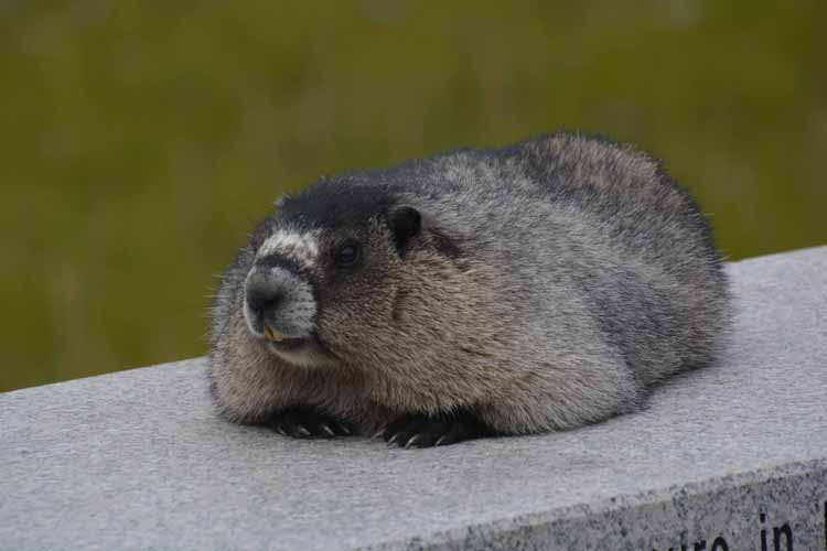 groundhog